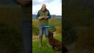 Chocolate Labradors dogs dogtraining labrador [upl. by Crofoot521]