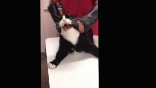 Not so funny pissed off cat goes on the attack  the Vets Office pissedoffcat crazycat madcat [upl. by Carlota]