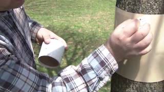 How to Band Trees for Voluntary Spotted Lanternfly Tree Banding Program [upl. by Trofmoc766]