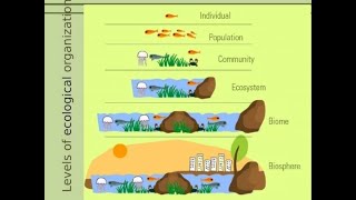 Individual Species Populations Communities Ecosystems and Biomes A Full Ecology lesson 7EC5A [upl. by Eveline]