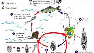 Siklus hidup Clonorchis sinensis [upl. by Lednek]