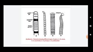 Oscillatoria  Life Cycle Pattern [upl. by Wilfrid]