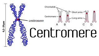 Centromere and kinetochore  chromosome structure and function [upl. by Bullis961]