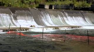 Salmon run in Bowmanville river in Ontario [upl. by Rico581]