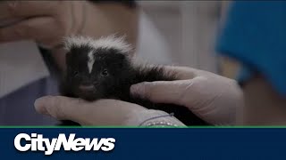 Documentary on Toronto veterinarians journey to rescue animals abroad [upl. by Urbas]