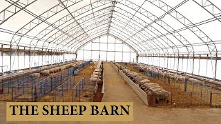 Our Sheep Barn Design and Layout Vlog 125 [upl. by Siramed]