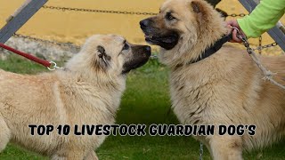 10 Best dogs to protect Livestock [upl. by Eilatan]