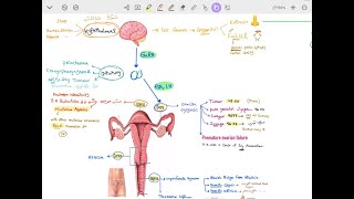 Polycystic Ovary Syndrome amp Amenorrhea [upl. by Charmian]