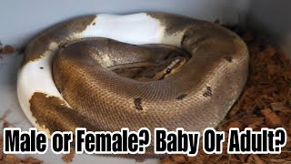 Does GenderAge Really Matter In Ball Pythons [upl. by Nosnar]