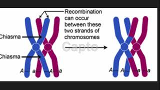 Chiasmata and Genetic Crossover BIOS 041 [upl. by Aiekahs]