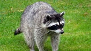 The backyard invasion of a racoon [upl. by Gnouc]