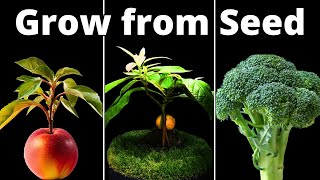 TOP 4 Plant Tutorials to Grow at HOME How To [upl. by Hawken405]