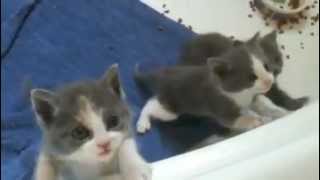 Cutest kittens ever meowing [upl. by Lud135]