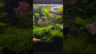 10 Gallon Overstocked Planted Community Tank [upl. by Ewnihc]