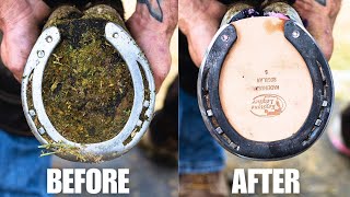 Horse Hoof trimming Restoration Satisfying [upl. by Uolymme]