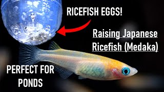 Hatching and Raising JAPANESE RICEFISH  How To Breed MedakaOryzias Latipes [upl. by Aniuqal]