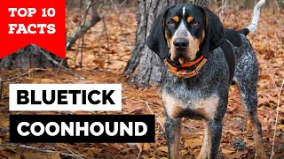 Bluetick Coonhound  Top 10 Facts [upl. by Letnuahs]