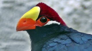 Violaceous Turaco  Violet Turaco  Exotic Birds [upl. by Melissa]