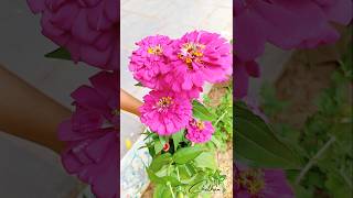 Zinnia Flowers beautiful organic zinnia rose garden ytshorts shorts satisfying [upl. by Adamis353]