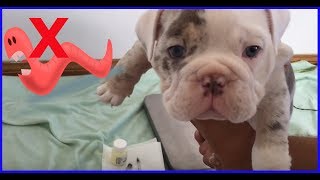 How to Kill Worms living inside your Puppy [upl. by Nageek]