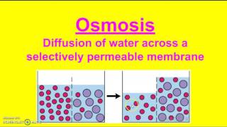 Passive Transport vs Active Transport [upl. by Notsuh]