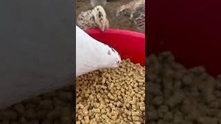 We use several different styles of feeder with varying degrees of success feeder chickens shorts [upl. by Aehc]