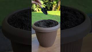 Potting Plants Like a Pro Quick amp Easy Guide in 60 Seconds [upl. by Jordanna]