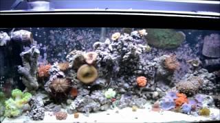 My Very Simple 75 Gallon Saltwater Tank Setup [upl. by Ennairrek115]