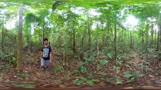 360º Video doTERRA Copaiba Essential Oil Sourcing [upl. by Dela]