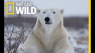 Wild Polar Bear  Predator of Arctic Ocean  Ice Bears 2018 Documentary [upl. by Elurd]