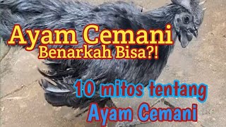 Ayam Cemani 10 mitos ayam cemani [upl. by Anivas]