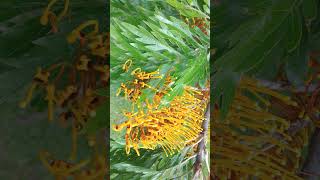 ¹ 🌼☆² Silk Oak Grevillea robusta  Proteales •³ Proteaceae [upl. by Annoyed]