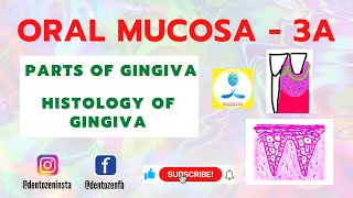 Oral Mucosa Part 3A  Gingiva  Gingiva part  Stippling  Gingival Sulcus  Col  Gingiva Histology [upl. by Akel361]