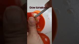 Grow tomatoes at home how to grow tomatoes  growtomatoes lovethegreen shortvideo [upl. by Norabel]