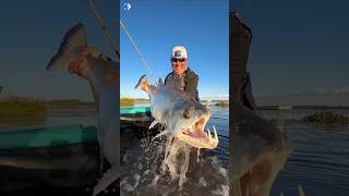 Parasite in Fish mouth shorts fish fishing amazingfacts factsinhindi animals explore new [upl. by Anaeirb]