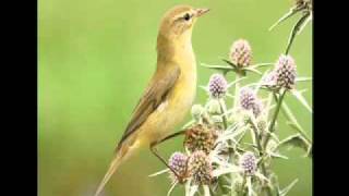 Getting to grips with warblers 1 Chiffchaff Vs Willow Warbler [upl. by Yemiaj954]