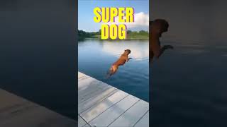 SUPER DOG [upl. by Acsecnarf349]