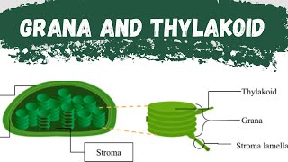 What is ThylakoidWhat is GranaFunction of Thylakoid and GranaDifference between Thylakoid amp Grana [upl. by Elyse]