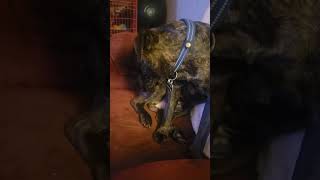 puppy handsome bulloxer bullboxer cute sweet kiss brother puppylife [upl. by Rains71]