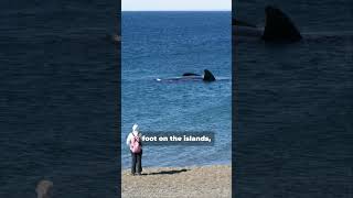 Farallon Islands Shark Watching Adventure Near San Francisco [upl. by Rosenkrantz344]