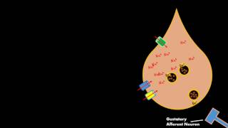 Salty Taste Gustatory cell Physiology RELEASES SEROTONIN not ATP [upl. by Goulette]