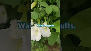 Processes of growing aprajita from seed to a big plant care gardening white aprajita process [upl. by Enetsirk509]