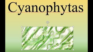 CyanophytasBIOPEDIA [upl. by Beard497]