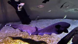 ブラックゴースト （カワスイ 川崎水族館）Black Ghost Knife Fish [upl. by Orianna]