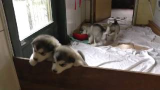 VAL DES HURLUS  Malamute dAlaska  17 août [upl. by Fleur]