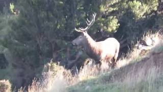 NZ ROAR 2015 Highlights Kaimais Ruahines Red Stags [upl. by Singleton279]