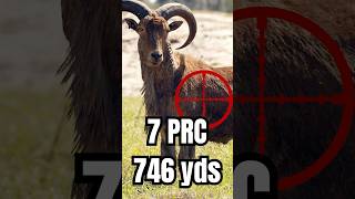 7 PRC vs Aoudad hunting longrangeshooting longshot [upl. by Surovy161]