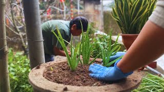 Plant Trees Decorate Peach Trees And Clean Up The Front Garden [upl. by Nomis34]