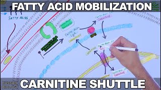 Fatty Acid Mobilization and Carnitine Shuttle Updated [upl. by Helsie]