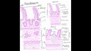 Duodenum jejunum and Ileum histology diagrams [upl. by Andrel]